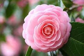 Camellia Pink White Flower Seeds for Planting - NON GMO Seeds for planting in home garden