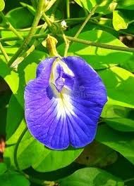 Pea Flower Seeds for Planting – 100 pcs