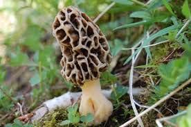 Morel Mushroom Seeds for Planting, Brown, 100 Pcs pcs