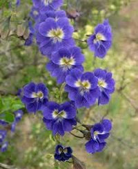 Blue Hanging Nasturtium Flower Seeds for Planting - Heirloom seeds for Home Garden, GMO Free