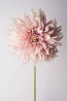 Light Pink Chrysanthemum Flower Seeds for Planting- NON GMO Seeds