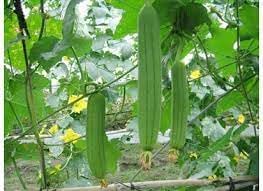 Luffa Angled Vegetable Seeds for Planting - 100 Pcs pcs