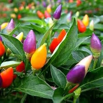 Mixed Chili Pepper Seeds for Planting - 100 Pcs pcs