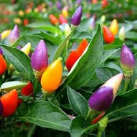 Mixed Chili Pepper Seeds for Planting - 100 Pcs pcs