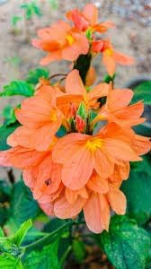 Crossandra Semi Flower Seeds for Planting - 100 pcs