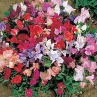 Sweet Pea Cupid Flower Seeds – Heirloom Non-GMO Seeds for Fragrant and Compact Garden Planting