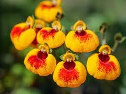 Yellow & Red Calceolaria Uniflora Flower Seeds for Planting - NON GMO Seeds for planting in home garden