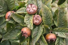 Medlar Fruit Seeds for Growing Unique and Tangy Medlar Trees 100 Pcs pcs