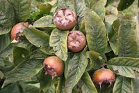 Medlar Fruit Seeds for Growing Unique and Tangy Medlar Trees 100 Pcs pcs