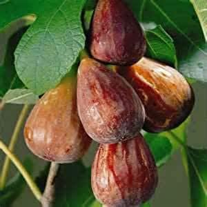40pcs Brown Turkish Fruit Seeds - Ideal for Growing Unique Turkish Fruits 100 Pcs pcs