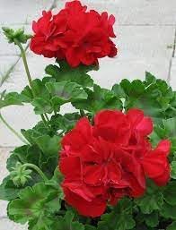 Geranium Deep Red Flower Seeds for Garden Planting - NON GMO Seeds