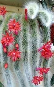 Organic Hildewintera Colademononis Flower Seeds for Planting ƒ?? Heirloom, Non-GMO