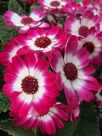 Pink (Pink scientific name) for planting in garden