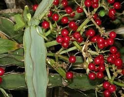 Cissus tropical vine fruit seeds