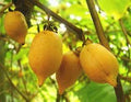 Actinidia polygama fruit seeds for backyard planting