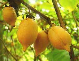Actinidia polygama fruit seeds for backyard planting