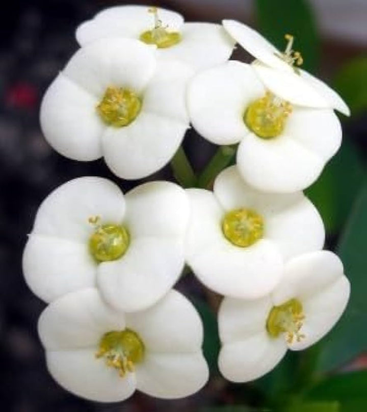 Heirloom White Euphorbia Milii Flower Seeds for Planting, Non-GMO