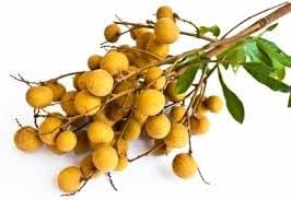 Longan Fruit Seeds for Planting, A Delicious Tropical Fruit Tree 100 Pcs pcs