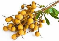 Longan Fruit Seeds for Planting, A Delicious Tropical Fruit Tree 100 Pcs pcs