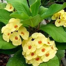 Organic Thorn Flower Seeds for Planting – Heirloom, Non-GMO