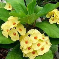 Organic Thorn Flower Seeds for Planting – Heirloom, Non-GMO
