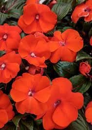 Orange Impatiens Flower Seeds for Planting - 100 pcs