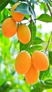 New Fresh 60pcs Mango Fruit Seeds - Sweet Mangoes for Tropical Gardens and Orchards 100 Pcs pcs