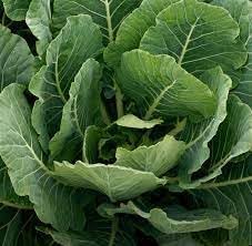 Collard Vegetable Seeds for Planting - heirloom & Non-GMO Seeds