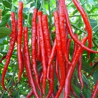 Chilli Seeds for Gardening, 100 Pcs pcs