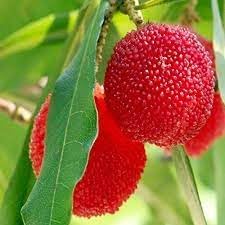 Waxberry Myrica rubra seeds for planting in home garden