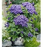 Heliotropium Flower Seeds for Planting - 100 Pcs pcs