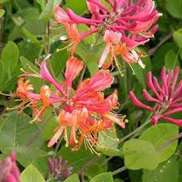 Honeysuckle Vine Seeds for Planting - NON GMO Seeds