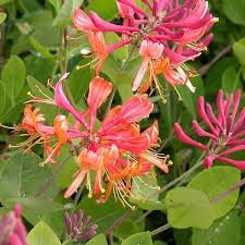 Honeysuckle Vine Seeds for Planting - NON GMO Seeds for planting in home garden