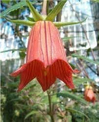 Canarina Flower Seeds for Planting NON GMO Seeds seeds for planting in home garden