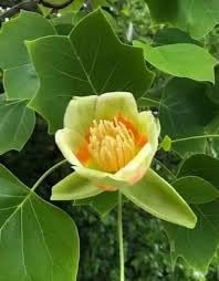 Tulpenbaum Flower Seeds for Planting - 100 Pcs pcs
