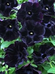 Rugosa Rose Heirloom Non-GMO Seeds for Planting
