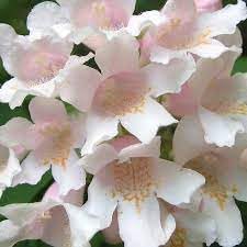 BeautyBush Flower Seeds for Planting – Organic, Heirloom, Non-GMO Flowering Shrub Seeds