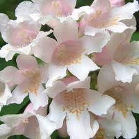 BeautyBush Flower Seeds for Planting – Organic, Heirloom, Non-GMO Flowering Shrub Seeds