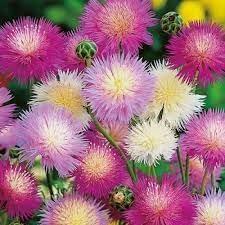 Heirloom Moschata Flower Seeds for Garden Planting, Non-GMO, Fragrant Blooming Variety - Moschata for planting in home garden
