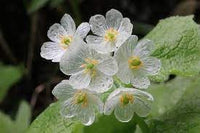 Flower (Flower scientific name) for planting in garden