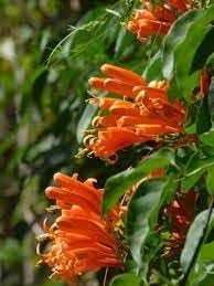 Creeper Flower Planting Seeds for Garden NON GMO Seeds