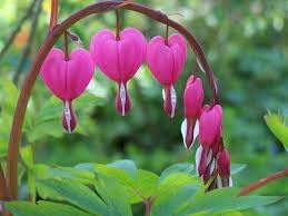 Bleeding Flower Seeds for Planting - 100 pcs