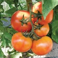 Light Red Tomato Seeds for Planting - heirloom & Non GMO Seeds