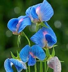 Heirloom Non-GMO Lathyrus Sativus Flower Seeds for Planting – Hardy Fragrant Garden Blooms