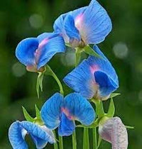 Heirloom Non-GMO Lathyrus Sativus Flower Seeds for Planting – Hardy Fragrant Garden Blooms