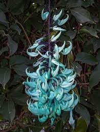 Strongylodon Flower Seeds for Planting – Organic, Heirloom, Non-GMO Jade Vine Seeds for planting in your garden.