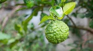 Lime Fruit Seeds - Ideal for Growing Limes in Your Home Garden 100 Pcs pcs