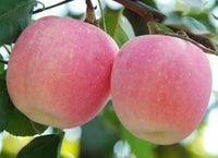 Green Lasiacantha Fruit Seeds - A Unique and Nutritious Fruit for Your Garden 100 Pcs pcs