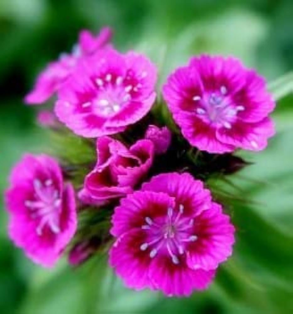 Heirloom Non-GMO Pink William Flower Seeds for Planting ƒ?? Fragrant Biennial Blooms for Cottage Gardens for planting in your garden.