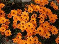 Organic Cape Marigold Flower Seeds for Planting ƒ?? Heirloom, Non-GMO Garden Seeds